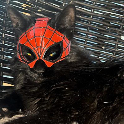 Spidercat Mask