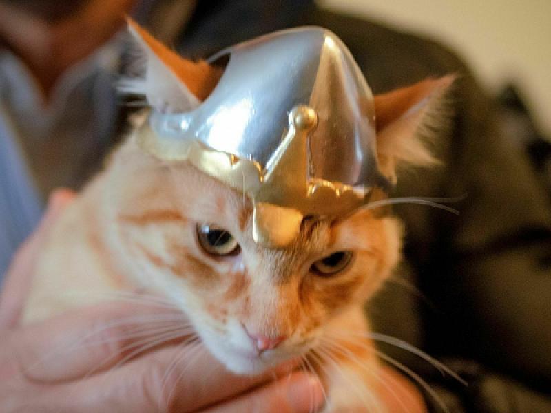 Medieval Cat - Helmet / Casco