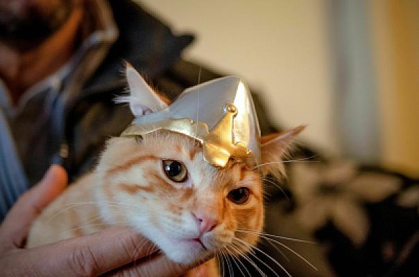 Medieval Cat - Helmet / Casco